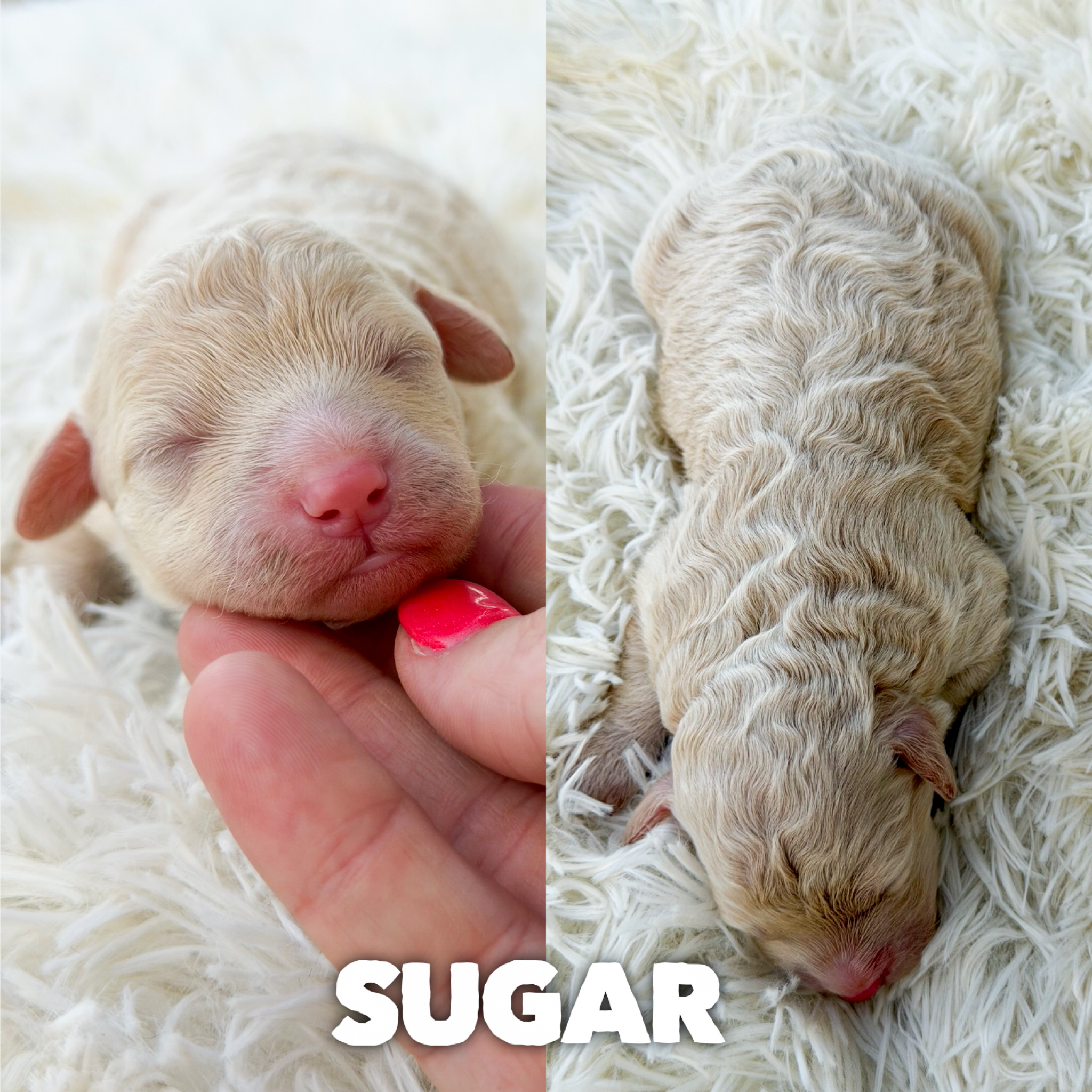 Sugar 1